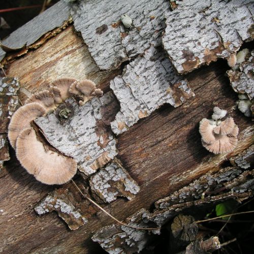 Schizophyllum commune