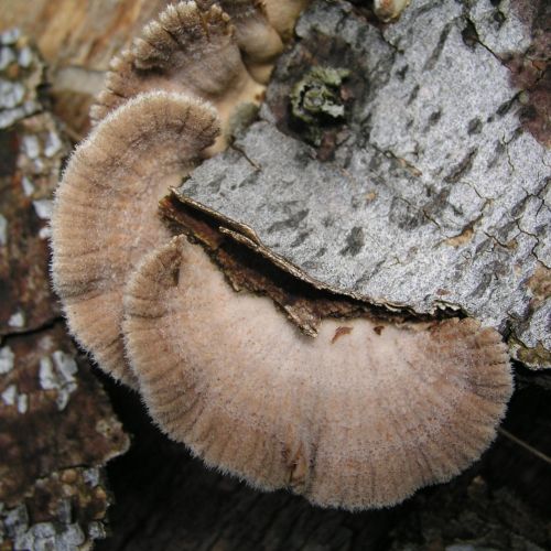 Schizophyllum commune