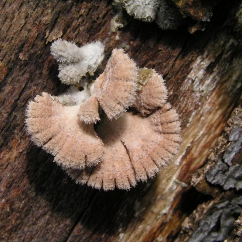 Schizophyllum commune