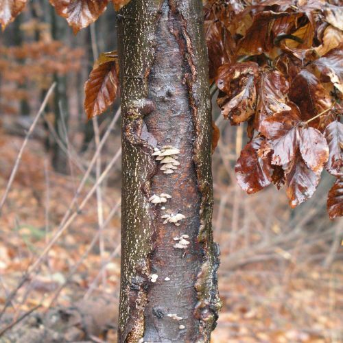 Schizophyllum commune