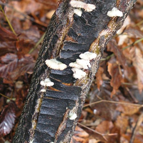 Schizophyllum commune