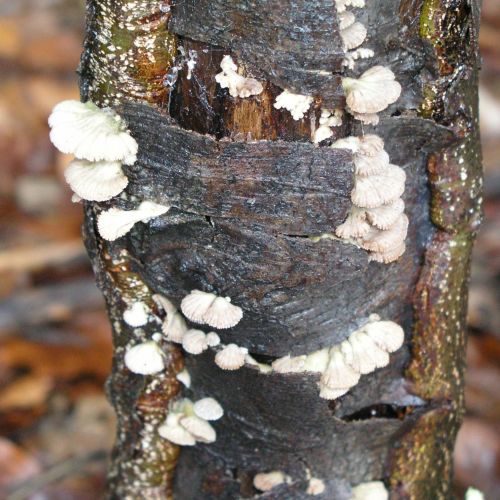 Schizophyllum commune