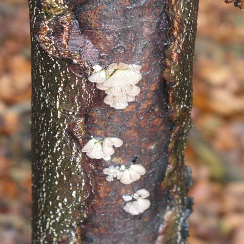 Schizophyllum commune