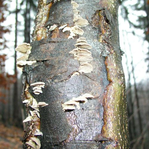 Schizophyllum commune