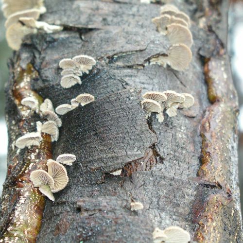 Schizophyllum commune