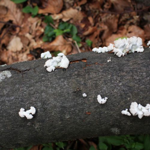 Schizophyllum commune