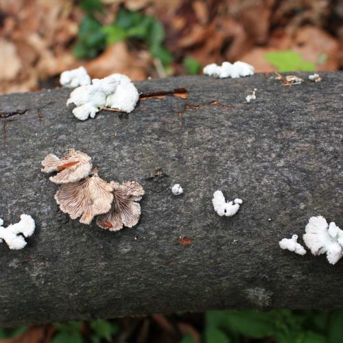 Schizophyllum commune