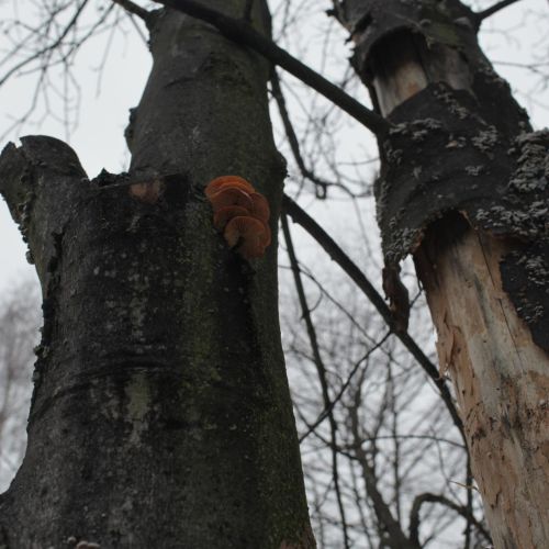 Flammulina velutipes