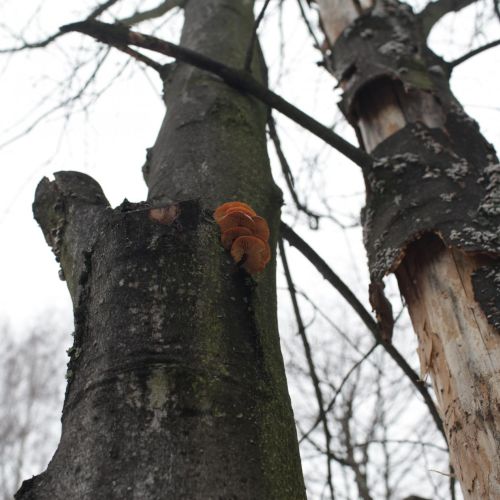 Flammulina velutipes