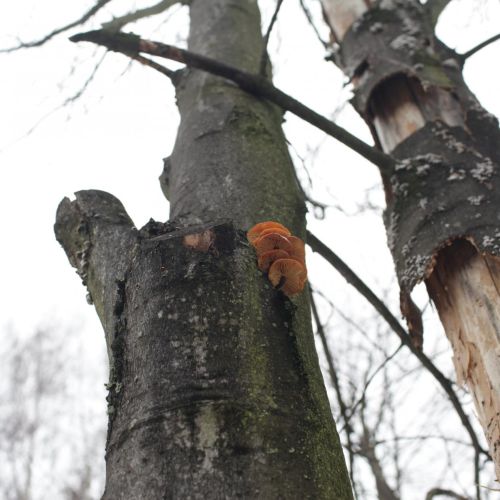 Flammulina velutipes