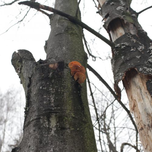 Flammulina velutipes