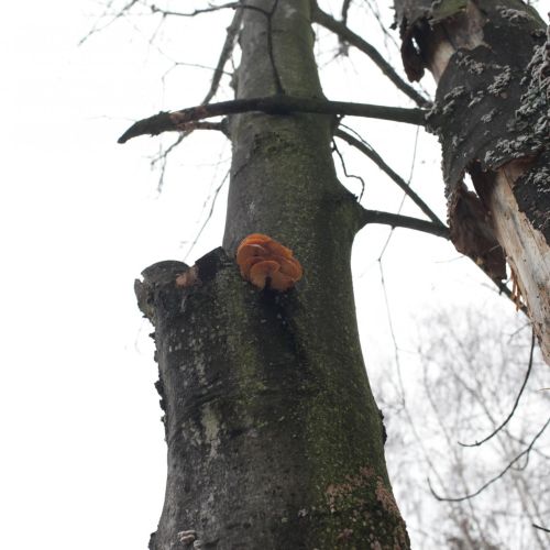 Flammulina velutipes