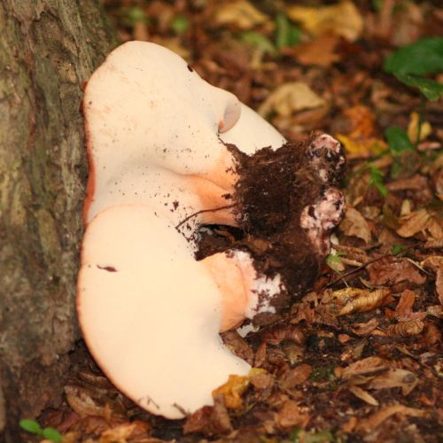 Fistulina hepatica 