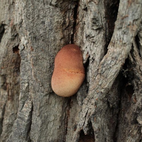 Fistulina hepatica 