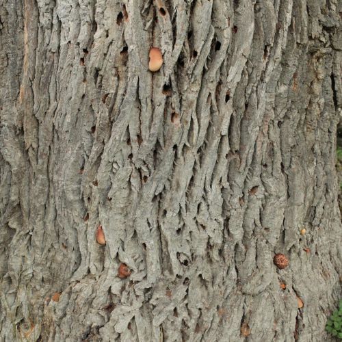 Fistulina hepatica 