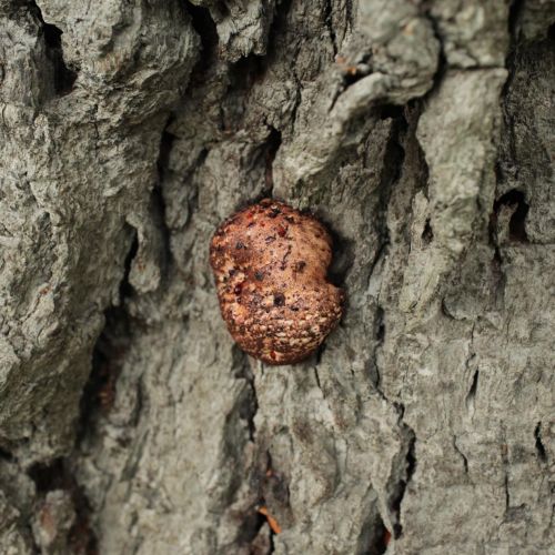 Fistulina hepatica 