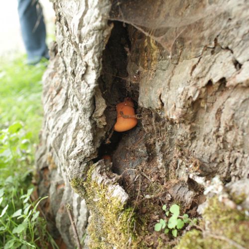 Fistulina hepatica 