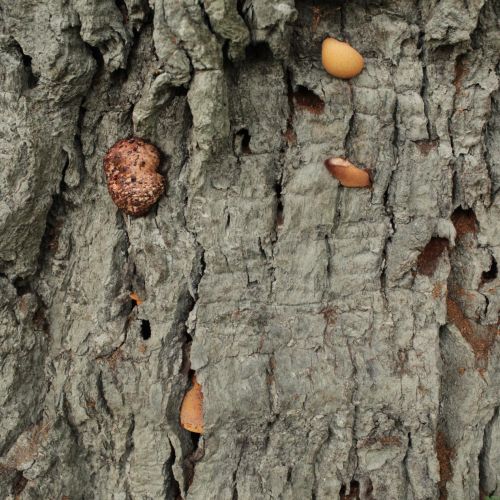 Fistulina hepatica 