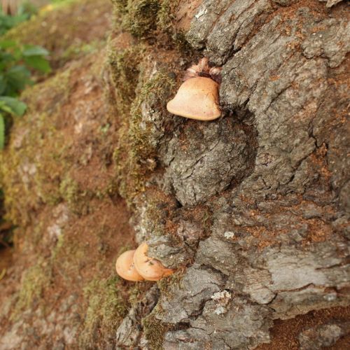 Fistulina hepatica 