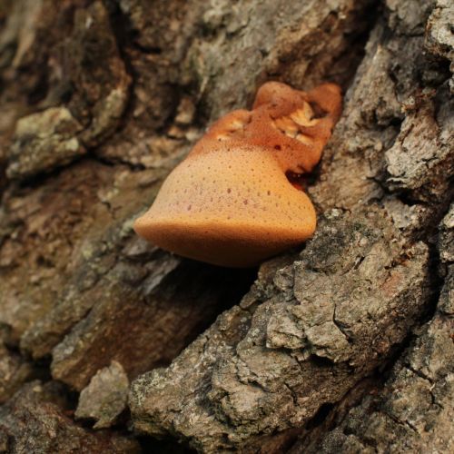 Fistulina hepatica 