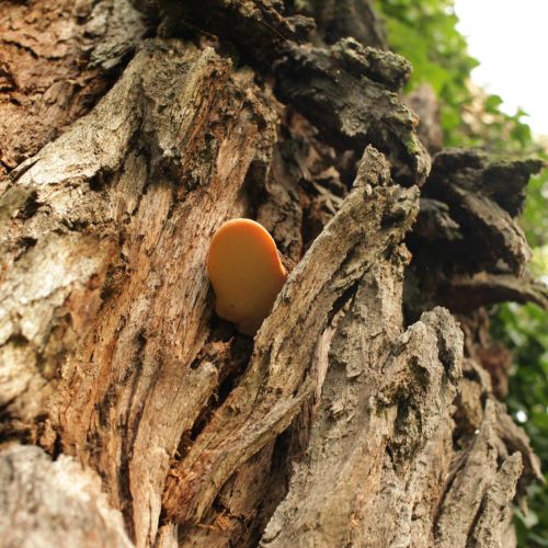 Fistulina hepatica 