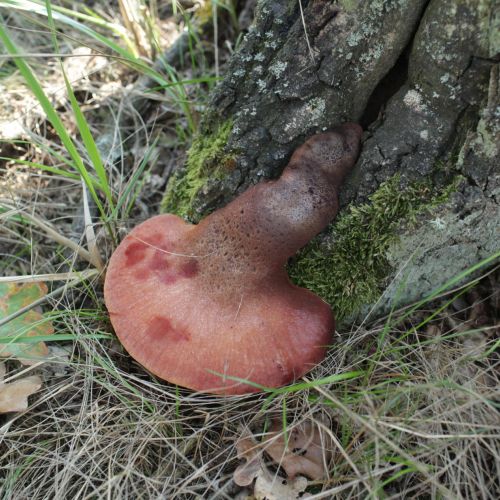 Fistulina hepatica 