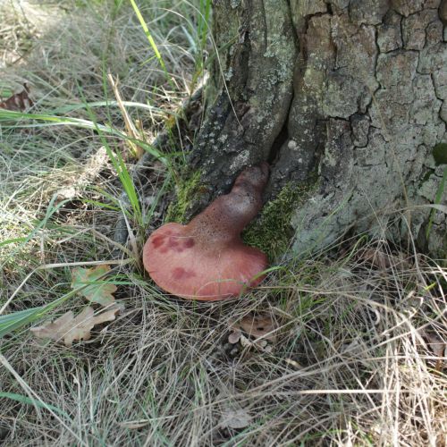 Fistulina hepatica 