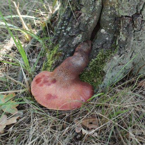 Fistulina hepatica 