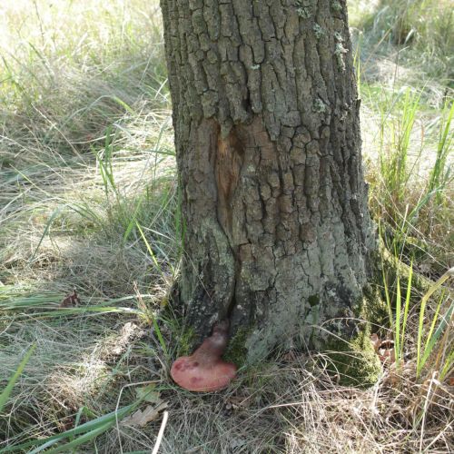 Fistulina hepatica 