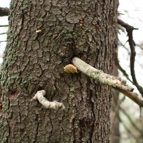 Pleurotus ostreatus 