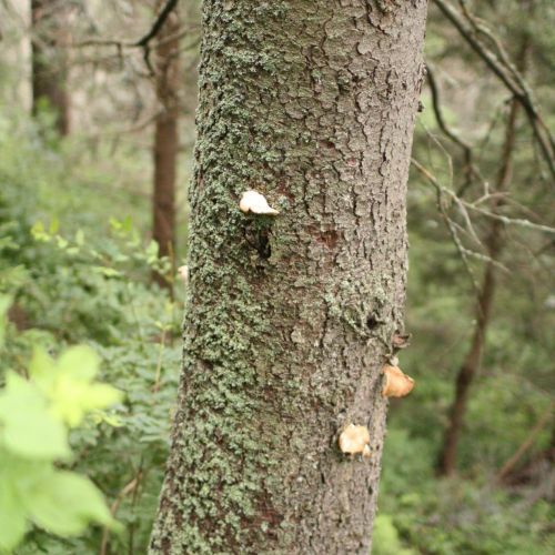 Pleurotus ostreatus 