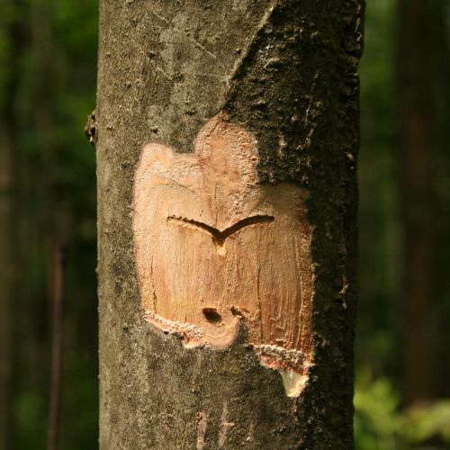 Hylesinus varius (=fraxini)