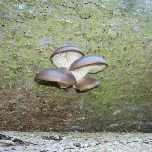 Pleurotus ostreatus 