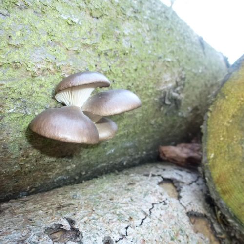 Pleurotus ostreatus 