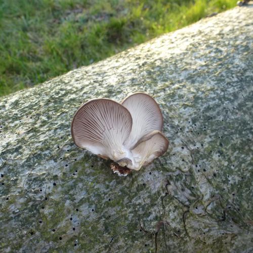 Pleurotus ostreatus 