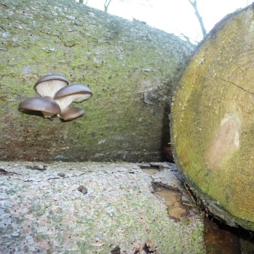 Pleurotus ostreatus 