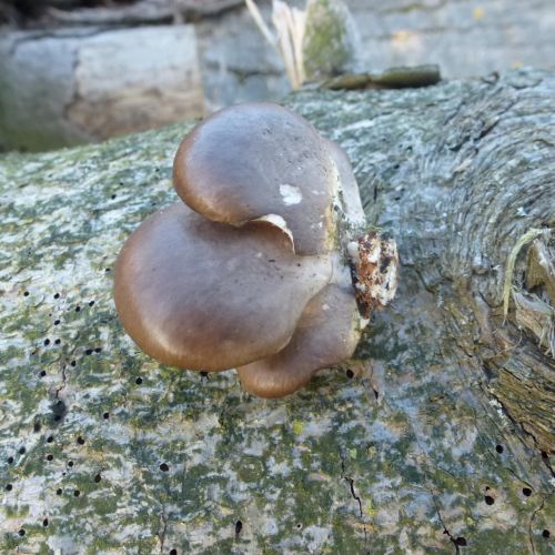 Pleurotus ostreatus 