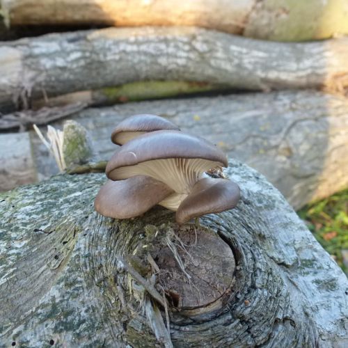 Pleurotus ostreatus 