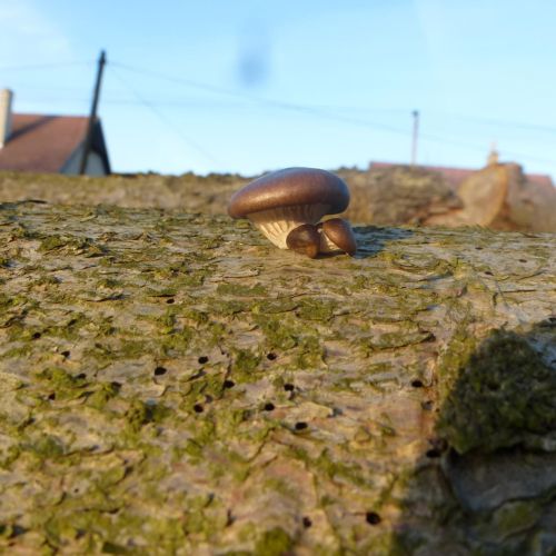 Pleurotus ostreatus 