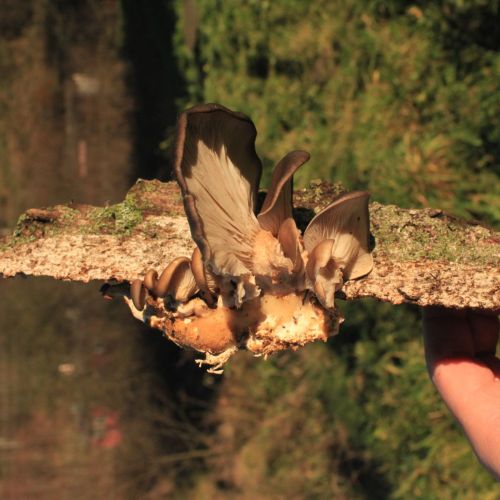 Pleurotus ostreatus 