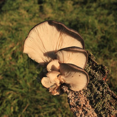 Pleurotus ostreatus 