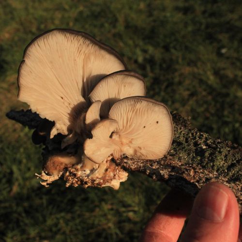 Pleurotus ostreatus 