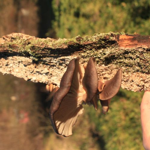 Pleurotus ostreatus 