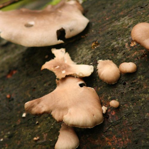 Pleurotus ostreatus 