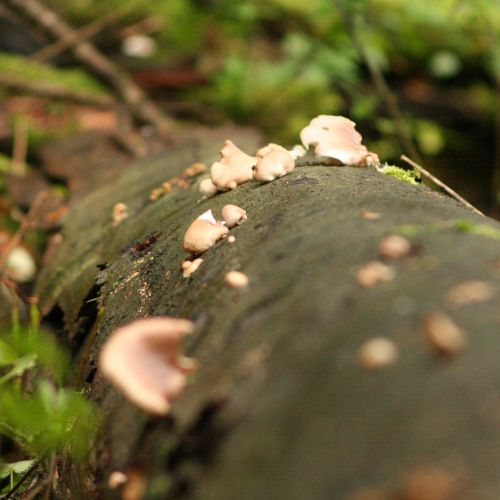 Pleurotus ostreatus 