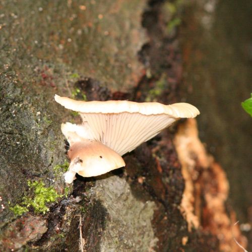 Pleurotus ostreatus 