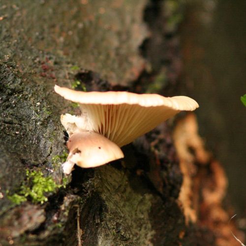 Pleurotus ostreatus 