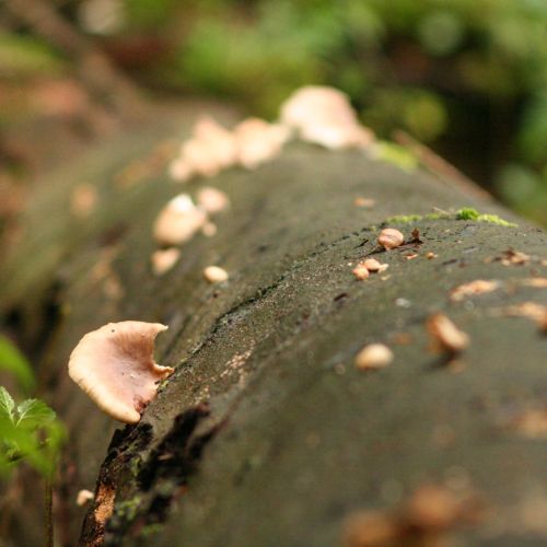 Pleurotus ostreatus 