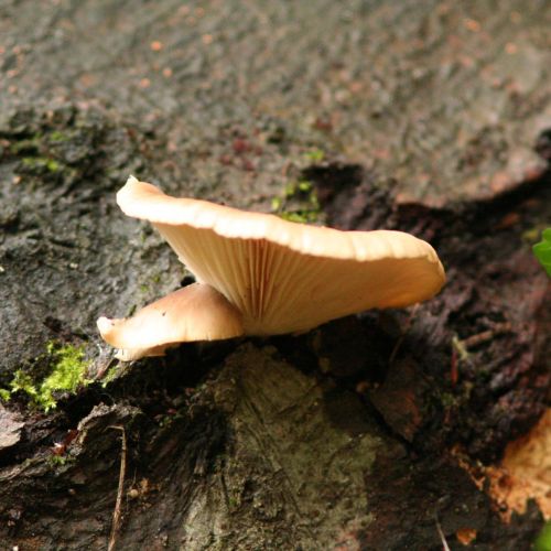 Pleurotus ostreatus 