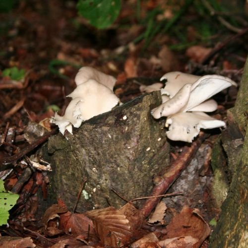 Pleurotus ostreatus 